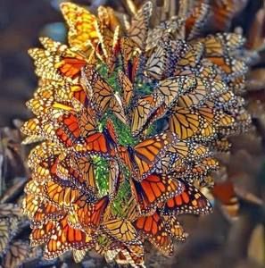 Meet your Posher, Marla